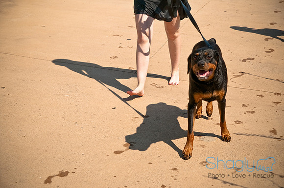 Wags and Waves-226