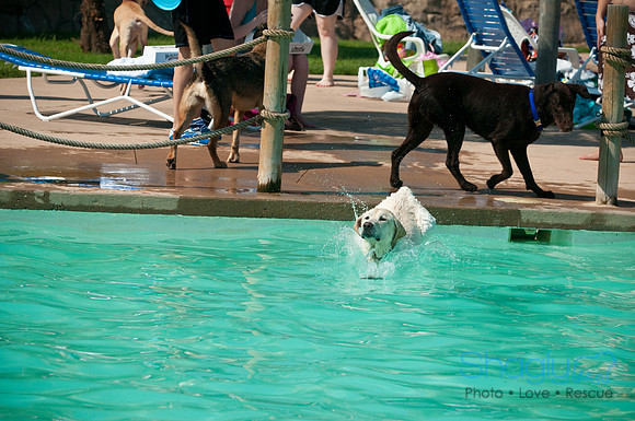 Wags and Waves-120