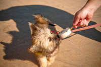 Wags and Waves-10