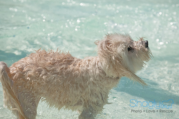 Wags and Waves-170
