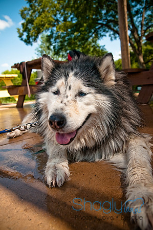 Wags and Waves-465