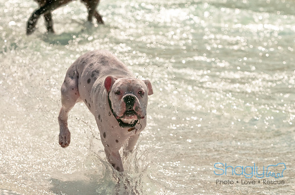 Wags and Waves-194