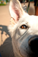 Wags and Waves-19