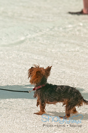 Wags and Waves-186