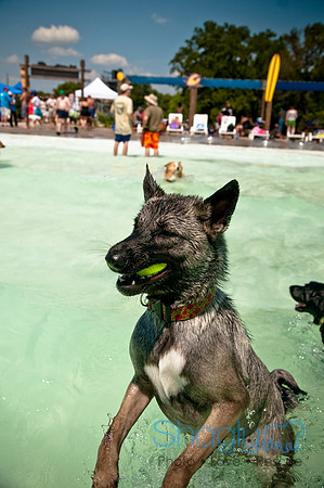 Wags and Waves-351