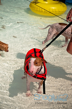 Wags and Waves-463