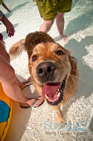 Wags and Waves-257