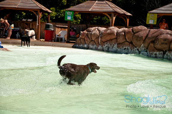 Wags and Waves-363