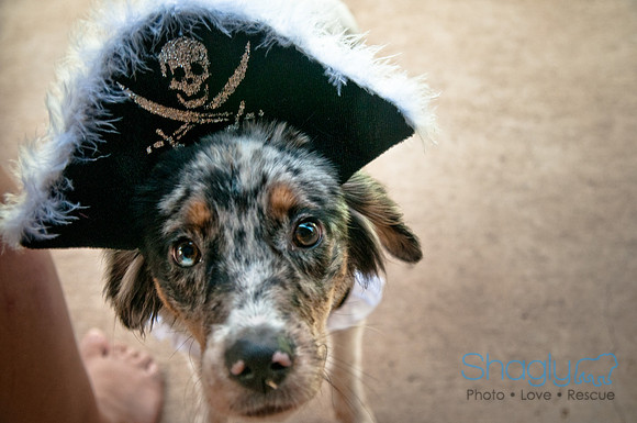 Wags and Waves-529