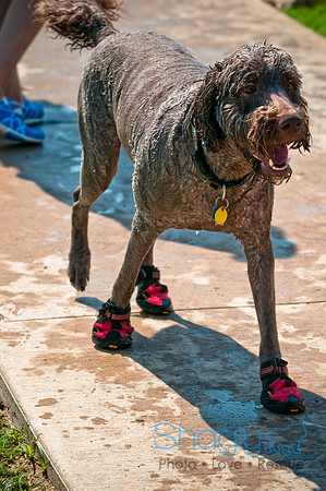 Wags and Waves-137