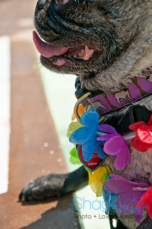Wags and Waves-496