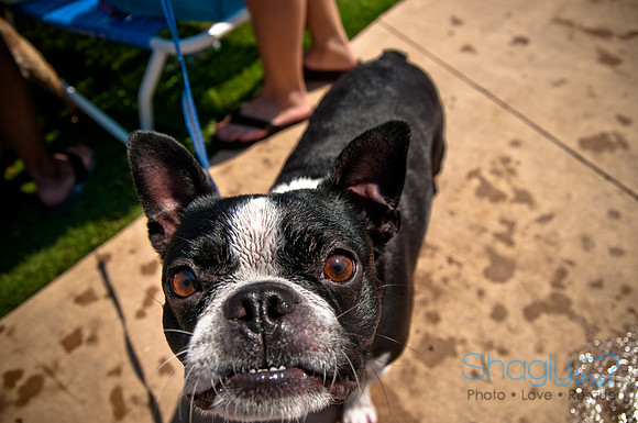 Wags and Waves-379
