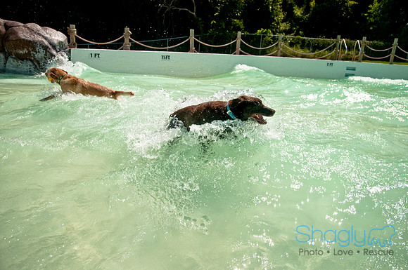 Wags and Waves-369