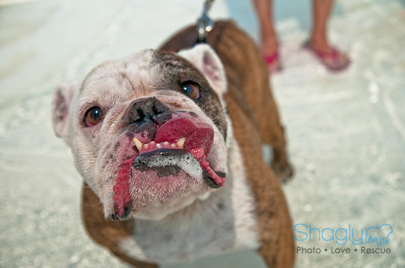 Wags and Waves-480