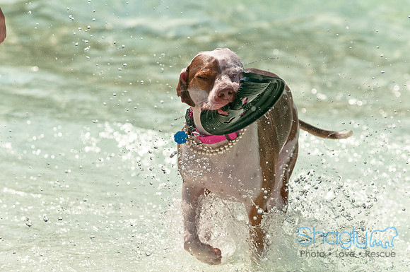 Wags and Waves-183