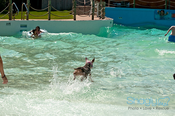 Wags and Waves-181