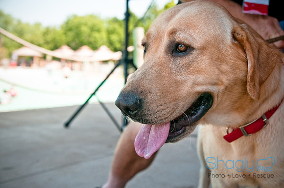 Wags and Waves-340