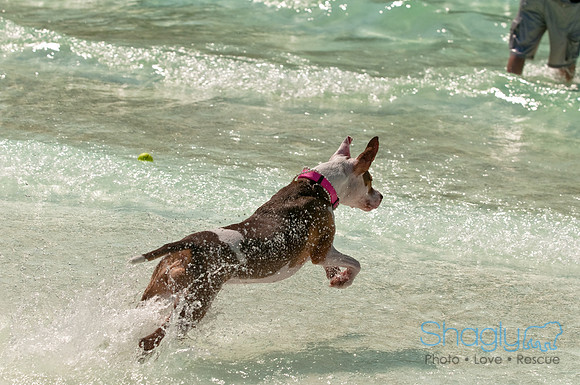 Wags and Waves-173