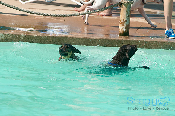 Wags and Waves-126