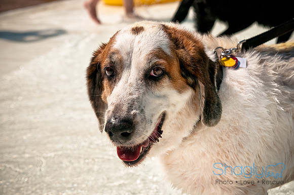 Wags and Waves-258