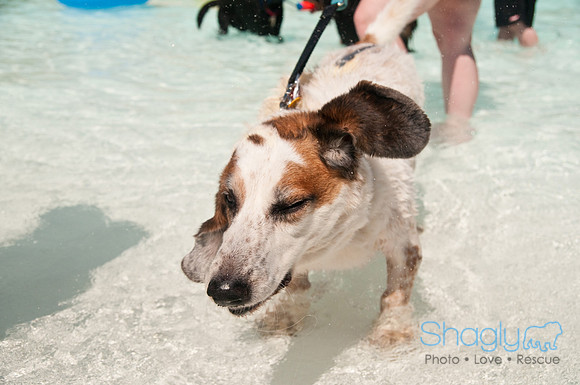 Wags and Waves-254