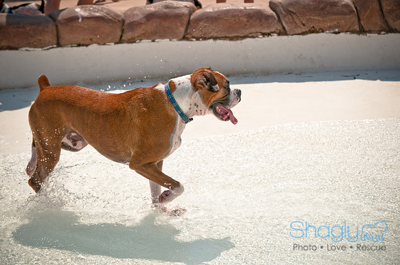 Wags and Waves-461