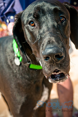 Wags and Waves-344