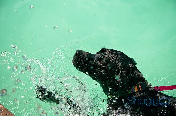 Wags and Waves-280
