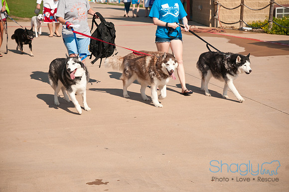 Wags and Waves-20