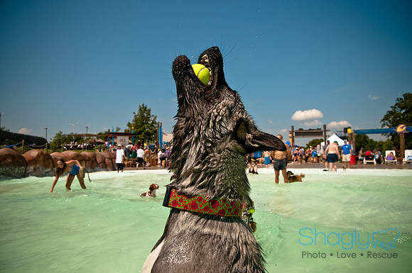 Wags and Waves-355