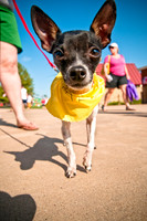Wags and Waves-17