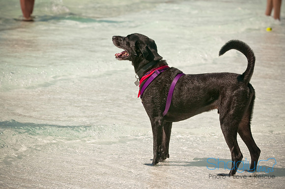 Wags and Waves-184