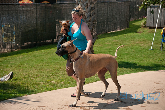 Wags and Waves-499