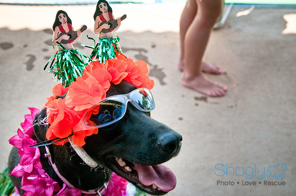 Wags and Waves-528