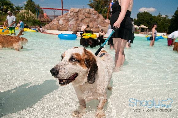 Wags and Waves-253