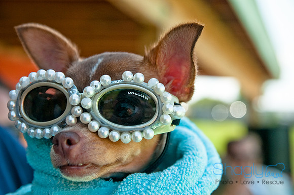 Wags and Waves-537