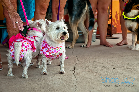 Wags and Waves-518