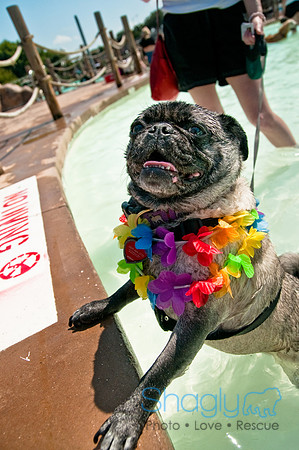 Wags and Waves-497