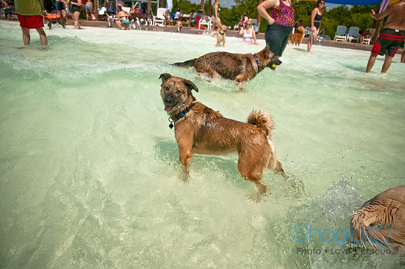 Wags and Waves-368