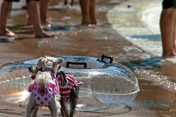 Wags and Waves-192
