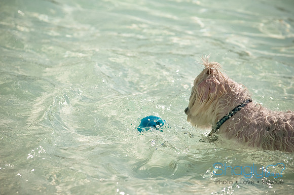 Wags and Waves-102