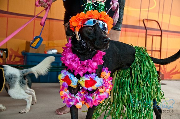 Wags and Waves-521