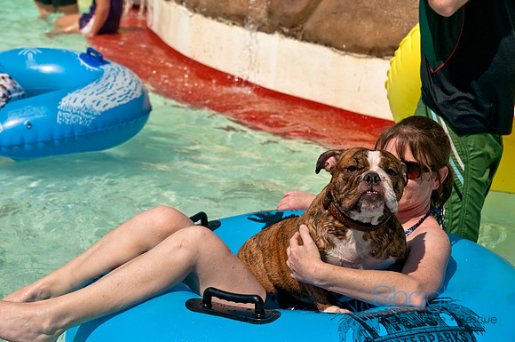 Wags and Waves-247