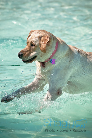 Wags and Waves-108