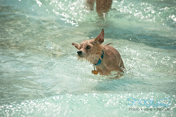 Wags and Waves-166
