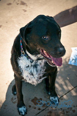 Wags and Waves-445