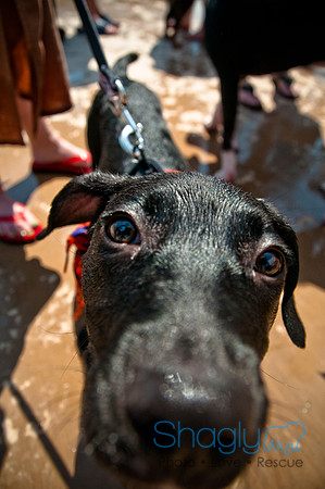 Wags and Waves-313