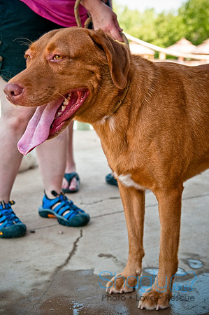Wags and Waves-336