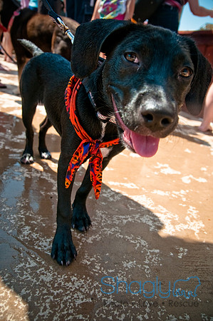 Wags and Waves-312