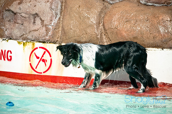 Wags and Waves-48